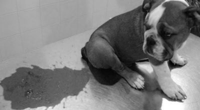 पार्वो भाइरस