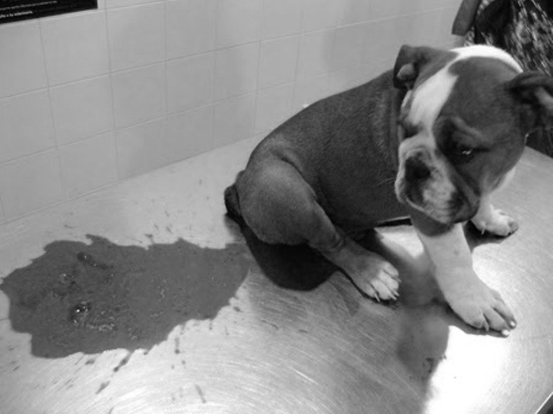 पार्वो भाइरस