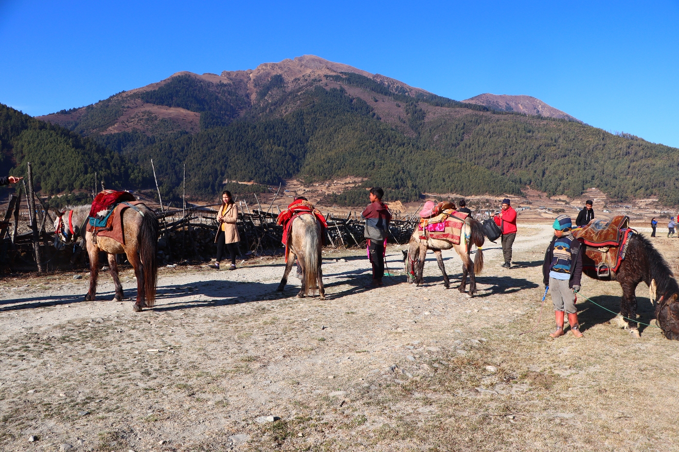 ढोरपाटन