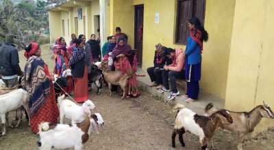 बाख्रा वितरण