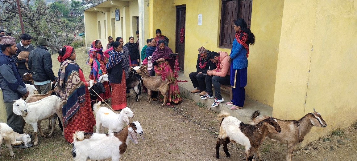बाख्रा वितरण