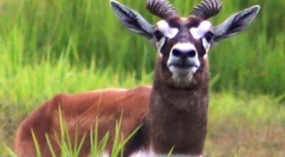 कृष्णसार