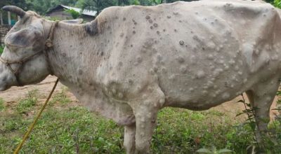 लम्पी स्कीन