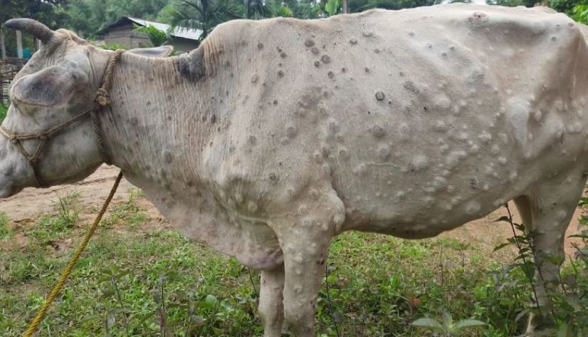 लम्पी स्कीन