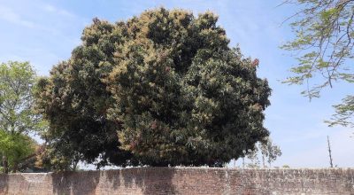 झपक्के फुल्यो आँप