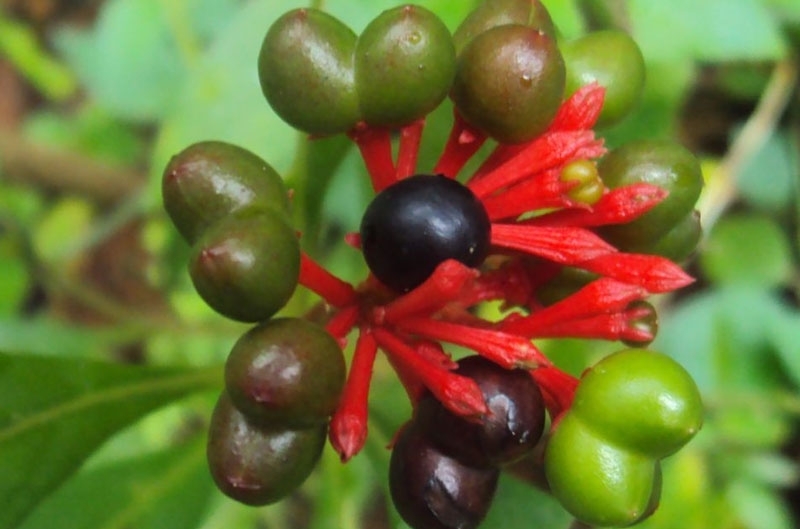 सर्पगन्धा