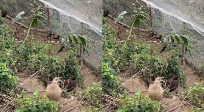 कालिजपालन व्यवसाय