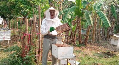 पाल्पामा मौरीपालन