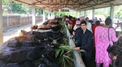 गाई संरक्षण