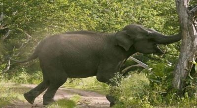 जंगली हात्ती