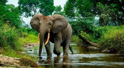 जंगली हात्ती