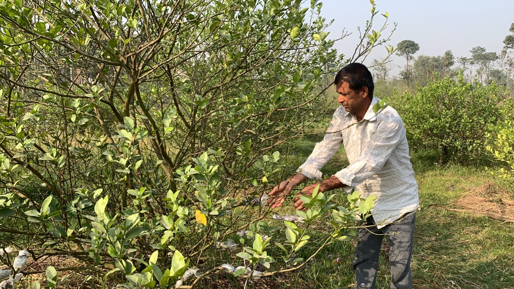 रुद्रमणि न्यौपाने कागती खेती