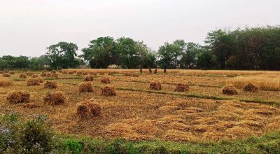 गहुँबालीमा क्षति
