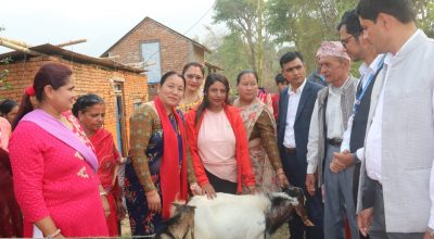 बाख्रा उपहार