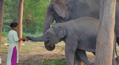 बिमला चौधरी