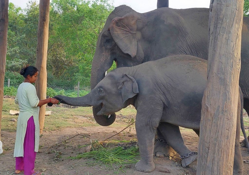 बिमला चौधरी
