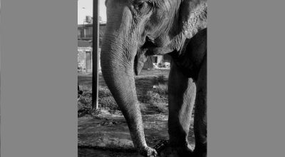 हात्तीको सुँड काटियो