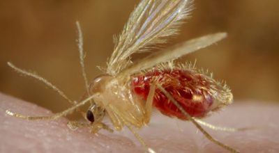 कालाजार