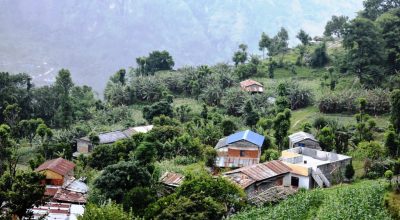 म्याग्दीमा केरा खेती