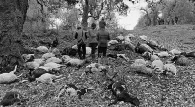 ५४ वटा भेडा मरे