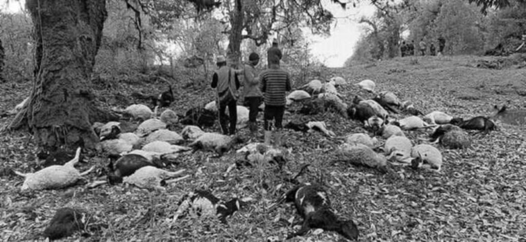 ५४ वटा भेडा मरे