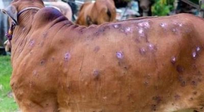 दार्चुलाको पशु चौपायामा देखिएको लम्पी स्किन रोग