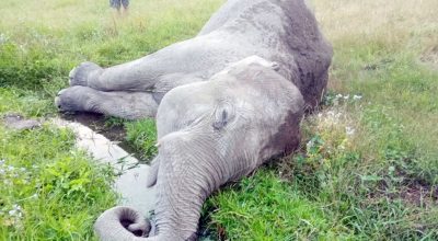 झापा हात्ती मृत फेला