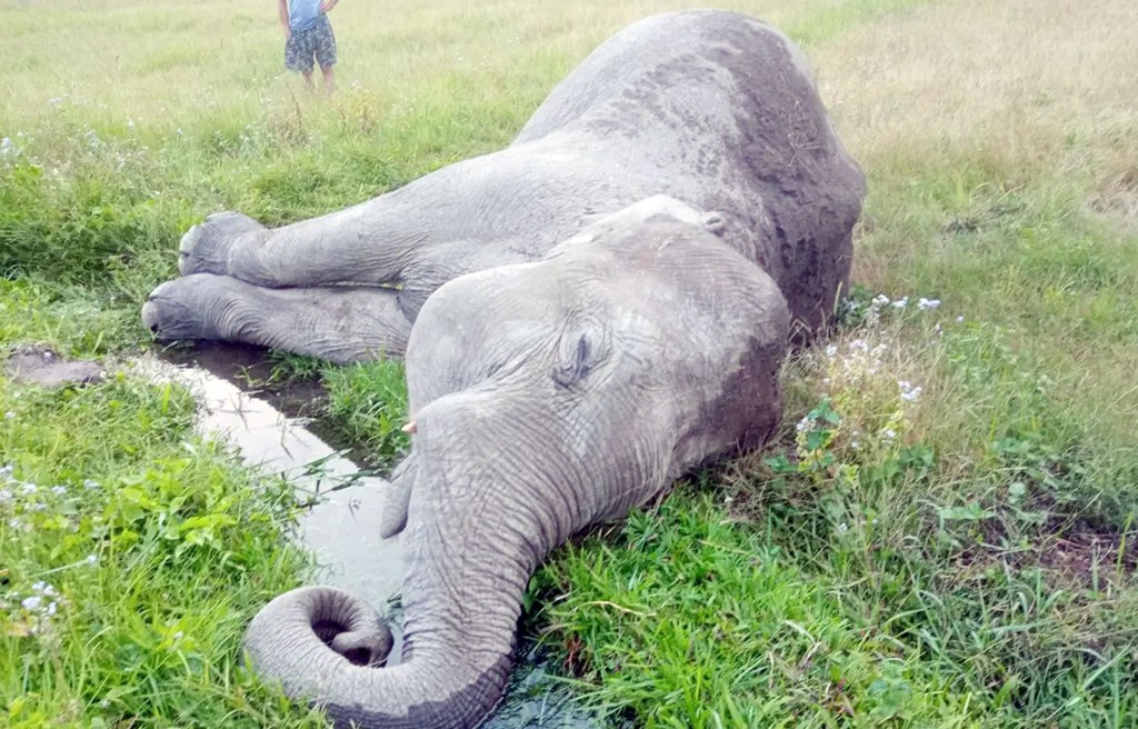 झापा हात्ती मृत फेला
