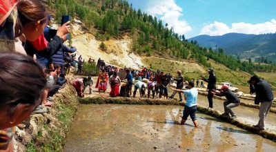 मार्सी धान रोपाइँ