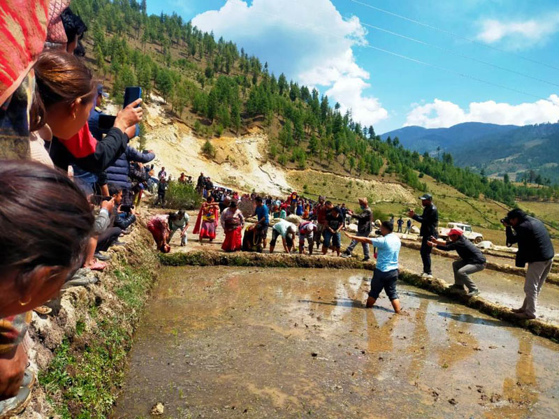 मार्सी धान रोपाइँ