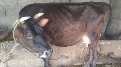 लम्पी स्किन