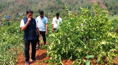 कागती खेती नष्ट