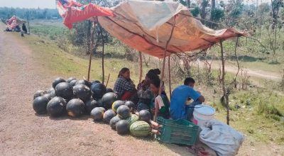 तरभुजा बिक्री