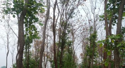 रक्तचन्दन र श्रीखण्ड