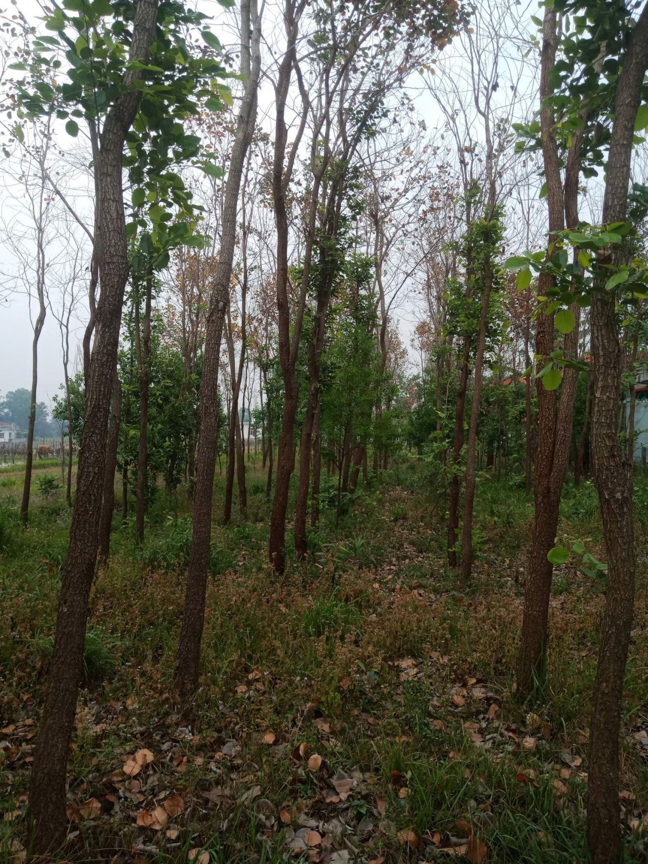 रक्तचन्दन र श्रीखण्ड