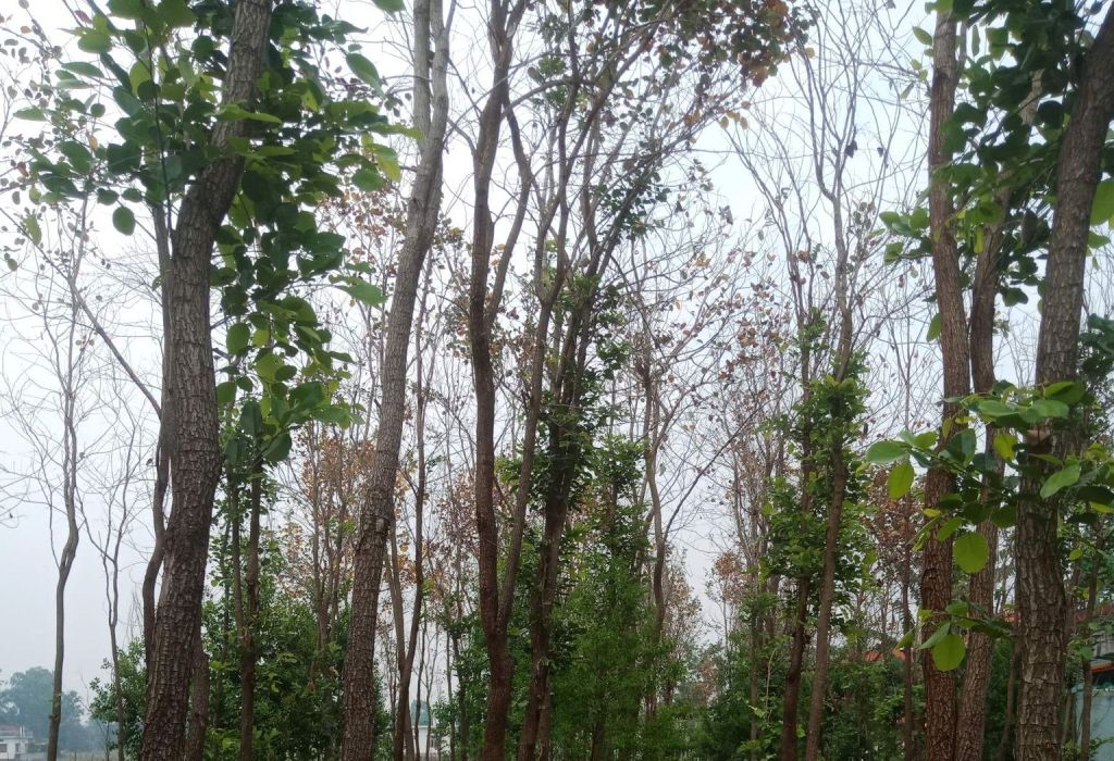 रक्तचन्दन र श्रीखण्ड