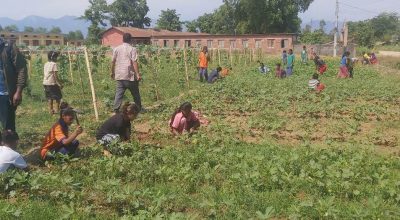 पढाइसँगै करेसाबारी स्याहार्दै विद्यार्थी