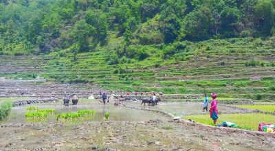 बागलुङको गलकोटमा रोपाइँको चटारो