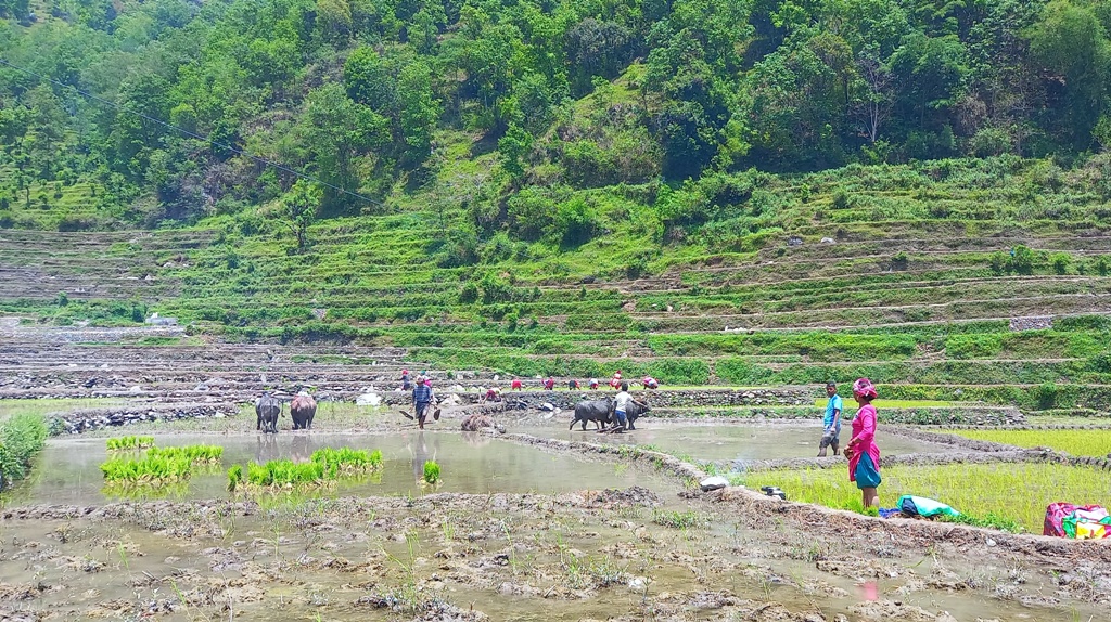 बागलुङको गलकोटमा रोपाइँको चटारो