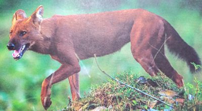 वन कुकुर