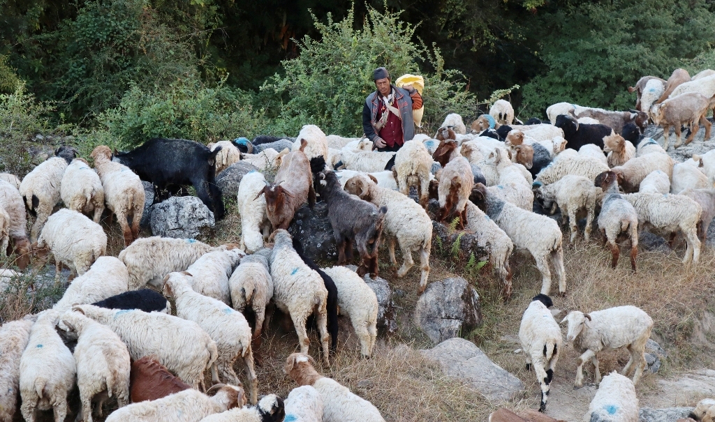 भेडा गोठालाको जीवन