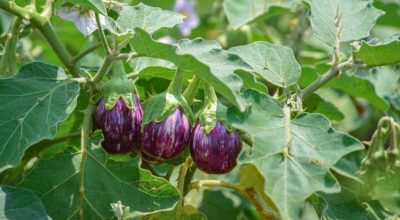 भ्यान्टा