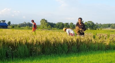 चैतेधान