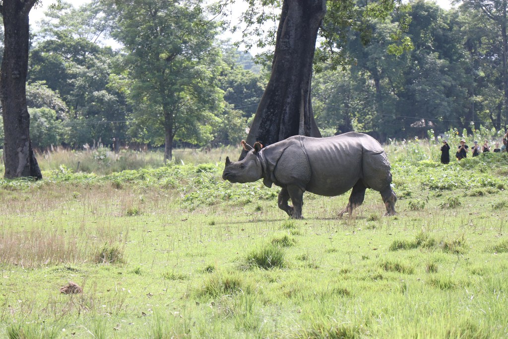 चितवन राष्ट्रिय निकुञ्ज