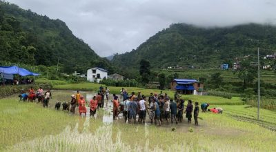 धान रोपाइँ बाग्लुङ