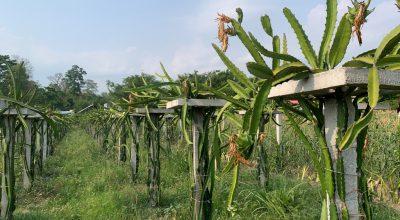 ड्रायगन कुहियो