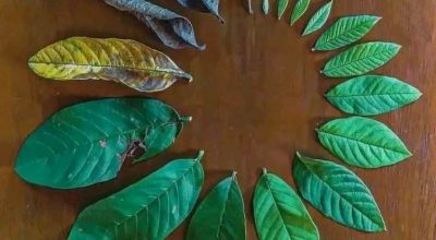 जीवन चक्र