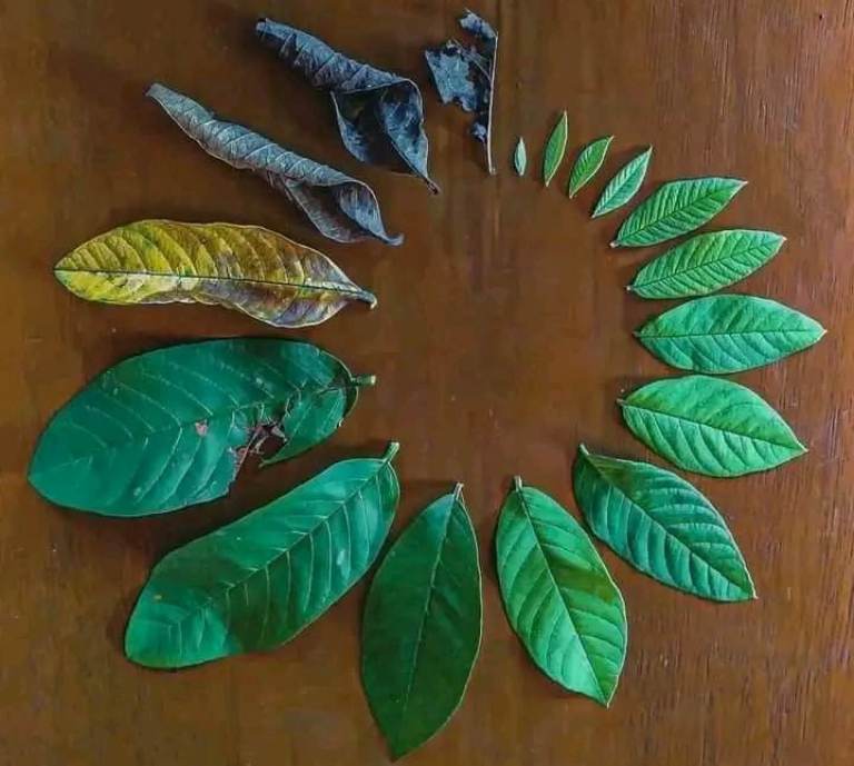 जीवन चक्र