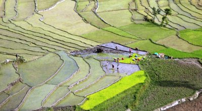 म्याग्दीको बेनी नगरपालिका–५ पुलाचौरमा रोपाइँ