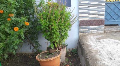 तुलसीको बिरुवा